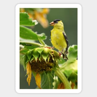 Goldfinch on sunflower Sticker